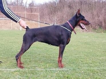 štenci nemačkog ovčara: GROM Doberman Kennel predstavlja stenad iz linijskog parenja Pride of — 2
