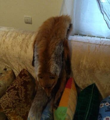 Hats: Zenska lisica — 1