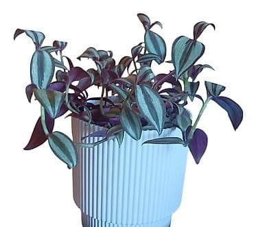 luster za dnevnu sobu: Tradescantia zebrina (vahinija) u dekorativnoj saksiji fi 13cm - — 3