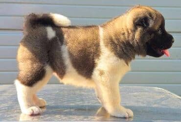 psi na poklon zrenjanin: Američka Akita, štenci Odgajivacnica TOP WINNER PUPPY sa ponosom — 6