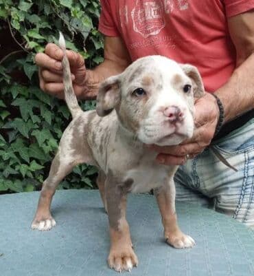psi american bully: American bully AMERICKI BULLY, top stenad, strucno odnegovana — 1