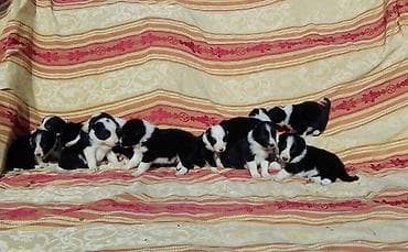 samojedi psi: Border koli (collie) štenad. Aspri Eklesija Kennel (odgajivačnica) — 1