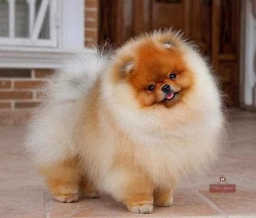bison na prodaju: Najlepsi Pomeranci Boo samo u Pom_Hash_Starsu, bebe najkrace njuskice — 3