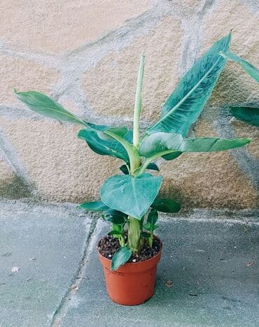 sobno cvece sa zelenim listovima: Banana - 750 — 2