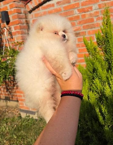 sterilisane macke na poklon: Teddy bear pomeranci, dve sestre, spremne su za preuzimanje. Bogato — 5