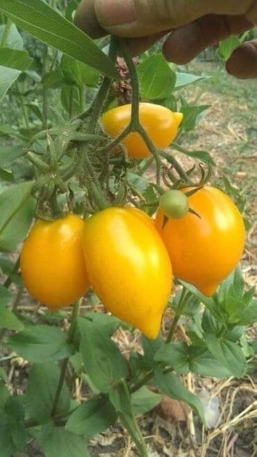 Sve za vikendicu i baštu: Seme paradajza! Crveni jabučar Žuti jabučar Narandžasti jabučar — 3