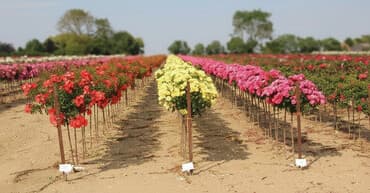 Baštenska dekoracija: Ruže stablašice – ukrasne ruže kalemljene - Različite boje i oblici — 2