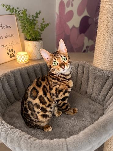 persijske macke na poklon: Registrovana odgajivacnica Melodybengal cat ima dostupne macice i — 2