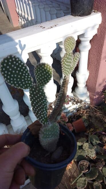 buket sa slatkisima: Kaktusi – više vrsta (Opuntia i Mammillaria) - Opuntia (indijske — 9