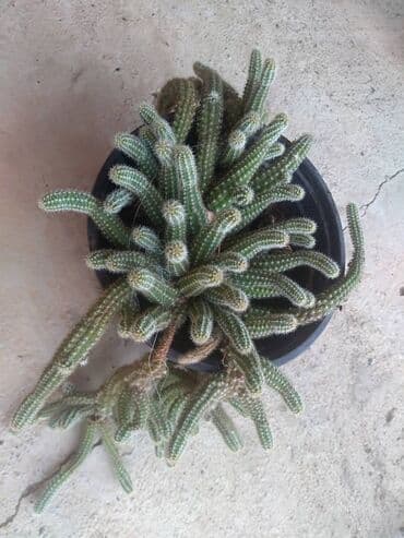brener na plin cena: Kaktusi više vrsta cene od 150 pa naviše — 1