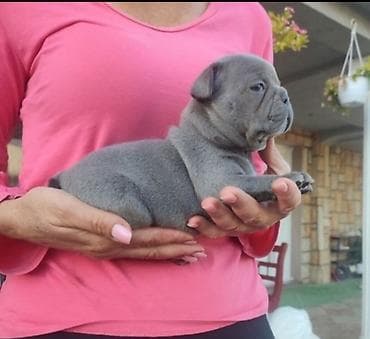 francuski buldog fluffy: Francuski buldog štenci egzoticnih boja veseli umiljati strucno — 1