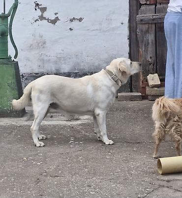 Ptice: Poklanjam psa beli Labrador curica stara 2.5 — 6