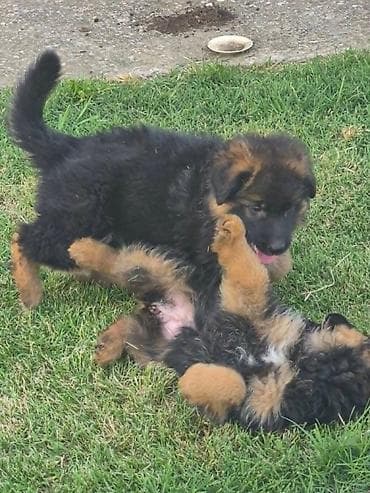 dog: Na prodaju još 2 zenke iz legla dugodlakog nemačkog ovcara. Štenci su — 7