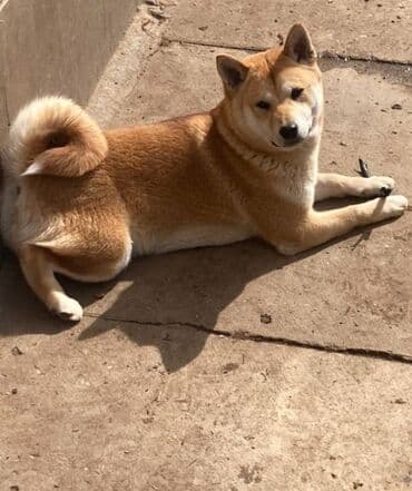 mali psi na poklon novi sad: Shiba inu stenci na prodaju, muskog i zenskog pola, crvene boje — 5
