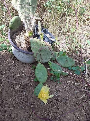 Kolekcija kaktusa – više vrsta u saksijama - Opuntia (indijska