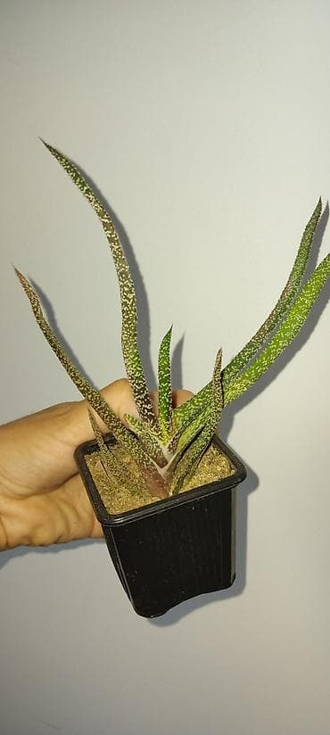 prostirka za auto za pse lidl: Sukulenta Aloe/Haworthia hibrid u saksiji - Biljka sa uskim — 1