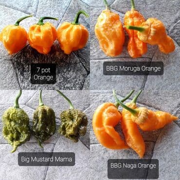 za dvoriste: 🌶Seme najljućih i egzotičnih čili papričica🌶 Za kupljenih pet — 16