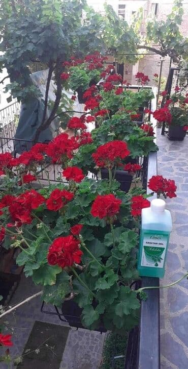 cajnik sa difuzerom: Sanitar gel ⚘️⚘️⚘️⚘️⚘️⚘️⚘️⚘️⚘️⚘️🌹🌹🌹🌹🌹🌹🌹🌹🌹🌹 Moje cvece uziva i prija — 2