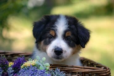 psi cene: Border koli-Border collie, štenad, crno bela i blue merle. Štenad je — 2