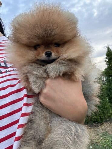 Psi: Pomeranac (Spitz) štene – fluffy mini meda - Rasa: pomeranski špic — 1