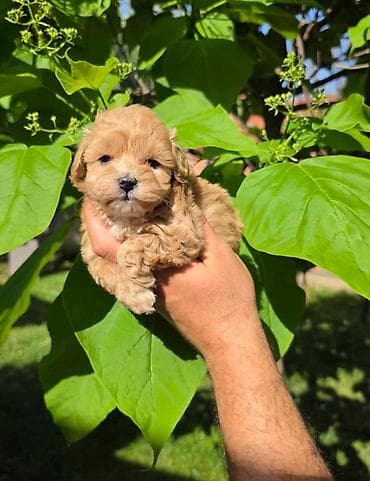 psi štenci: Savrseni maltipoo bebani spremni su za preuzimanje. Jako malog rasta — 2