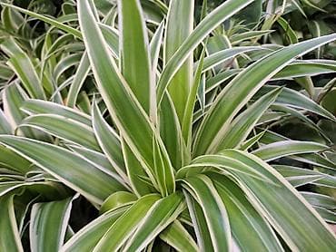 sobni javor: Filadendron, velika biljka sa prve slike je 1000, Chlorophytum sa — 2
