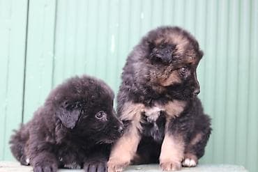 mali psi cena: Dva meseca mesaci a poklon — 2