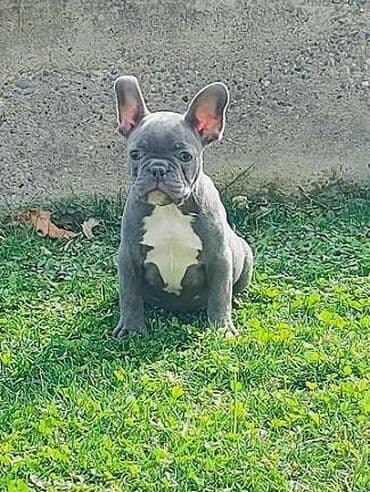 mini francuska pudla: Francuski buldog štenci plave boje. Vakcinisani, spremni za novi dom — 2