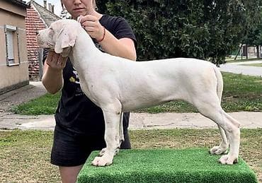sorcamajicatorbica na poklon: Legle dogo argentino štenaca Sa ponosom predstavljamo vrhunsko leglo — 6
