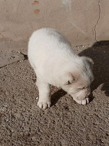 stenci azijata: Na prodaju ženka azijata (srednjeaziski ovčar) Stara 6. Nedelja — 4