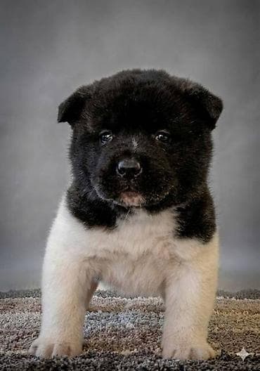 Oprema za kućne ljubimce: Američka Akita štenci Odgajivacnica TOP WINNER PUPPY sa ponosom — 5