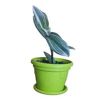 candy 3 u 1: Tradescantia spathacea (Rhoeo) – sobna biljka u saksiji fi 13cm - — 4