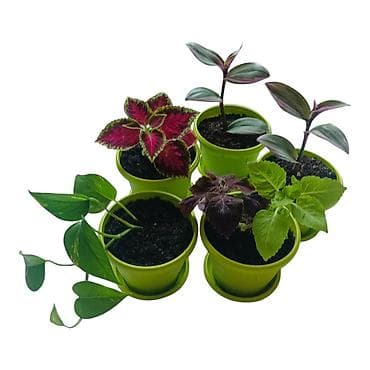 - Raznolik set dekorativnih sobnih biljaka - Tradescantia zebrina
