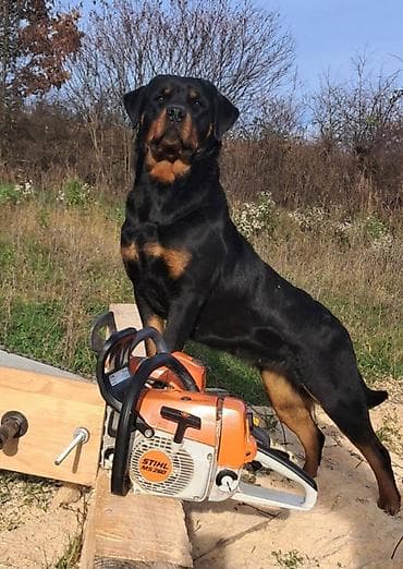 francuski buldog štenci: Rotvajler, muška štenad Odgajivačnica „Fustendorf“ FCI 5449, rasa — 9