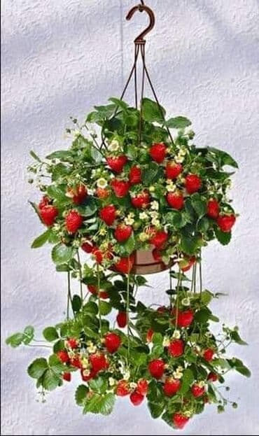 seme jagode cena: Saksijske jagode Cena:650din/200 semenki Ljubitelji jagoda koji nemaju — 4