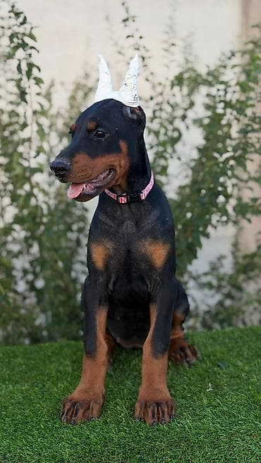 labrador na poklon: Doberman ženka Dark Imperium doberman kennel Oštenjena 27.05 — 5