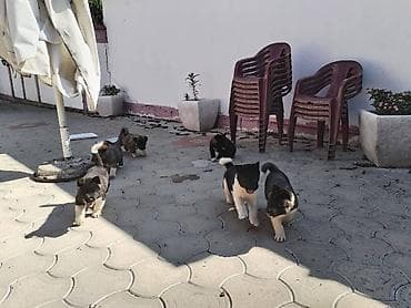 polovni kavezi za zeceve: Američka Akita, štenci Na prodaju štenci američke Akite. Štenci su — 7