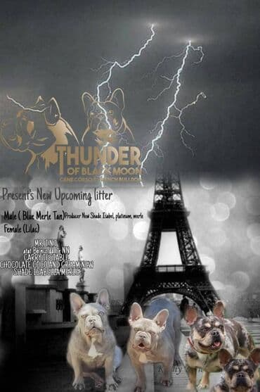 crni labrador cena: Odgajivačnica Thunder Of Black Moon predstavlja vam novo leglo — 6