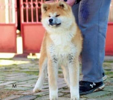 psi pomeranci na poklon: Akita Inu Registrovana odgajivačnica SAIKO NO INU KENNEL prodaje — 4