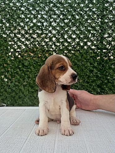privezak na engleskom: ŠTENCI BIGLA – The Lovely Dogs Pogledajte vrhunski kvalitet naših — 1