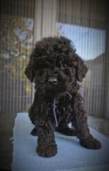 akvarijum za kornjace cena: Štenci crnog, kovrdžavog krzna – nežni i razigrani mališani. Na — 6