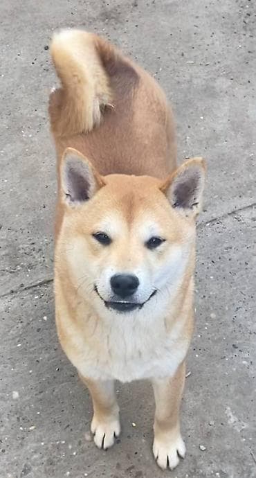 Shiba inu stenci na prodaju, muskog i zenskog pola, crvene boje