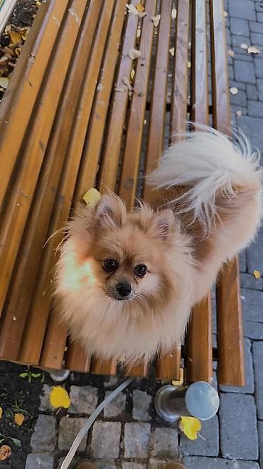 psi za dvoriste prodaja: Pomeranac (spic minijaturni) – prelep, pahuljast pas narandžasto-krem — 2