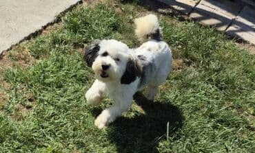 stenci na poklon beograd: Maltipoo štenci MALTIPOO štenci izuzetnog kvaliteta i izgleda, veoma — 4