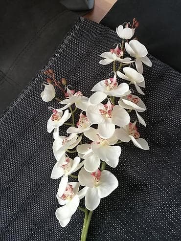 decor din: Dve grane vestacke orhideje — 1