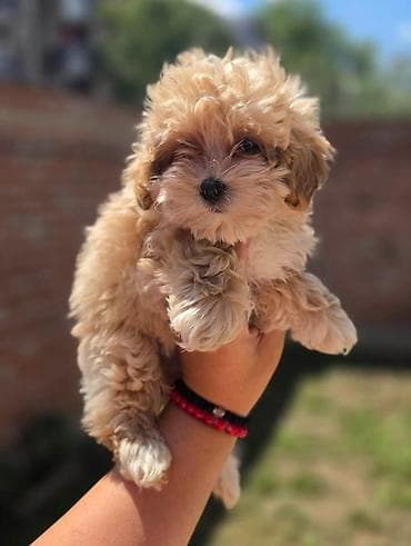 tata vidi prase: Maltipoo bebe Registrovana odgajivacnica Hopy queen pudle predstavlja — 2
