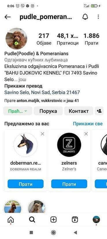 haski štenci prodaja: Presa canario stenci vrhunskog kvaliteta i porekla registrovana — 7