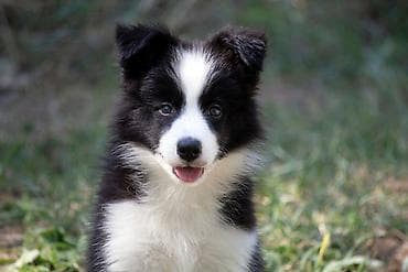 štenci šarplaninca na prodaju: Border Collie - Border koli štenad. Registrovana odgajivačnica FCI — 3