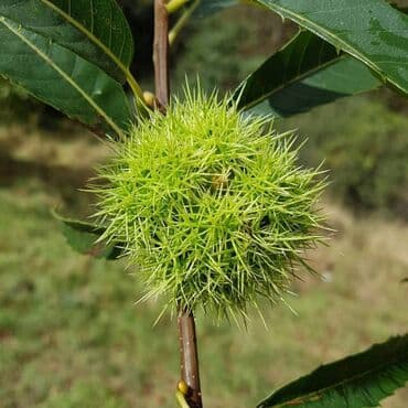 Sušilice: Sadnica pitomog kestena (Castanea sativa) – plodna sorta - Vrsta — 3