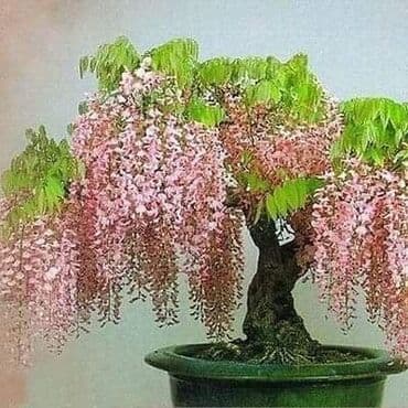 duborez ikone cene: Mini Wisteria seme
Cena:550din/5 semenki — 3